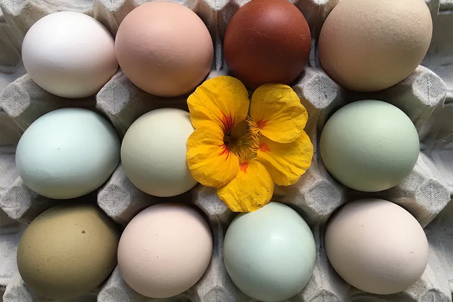 Die schönsten Eier der Welt bei I hob an Vogel in Brixlegg / Tirol