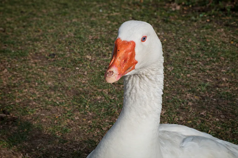Gans bei I hob an Vogel in Brixlegg / Tirol
