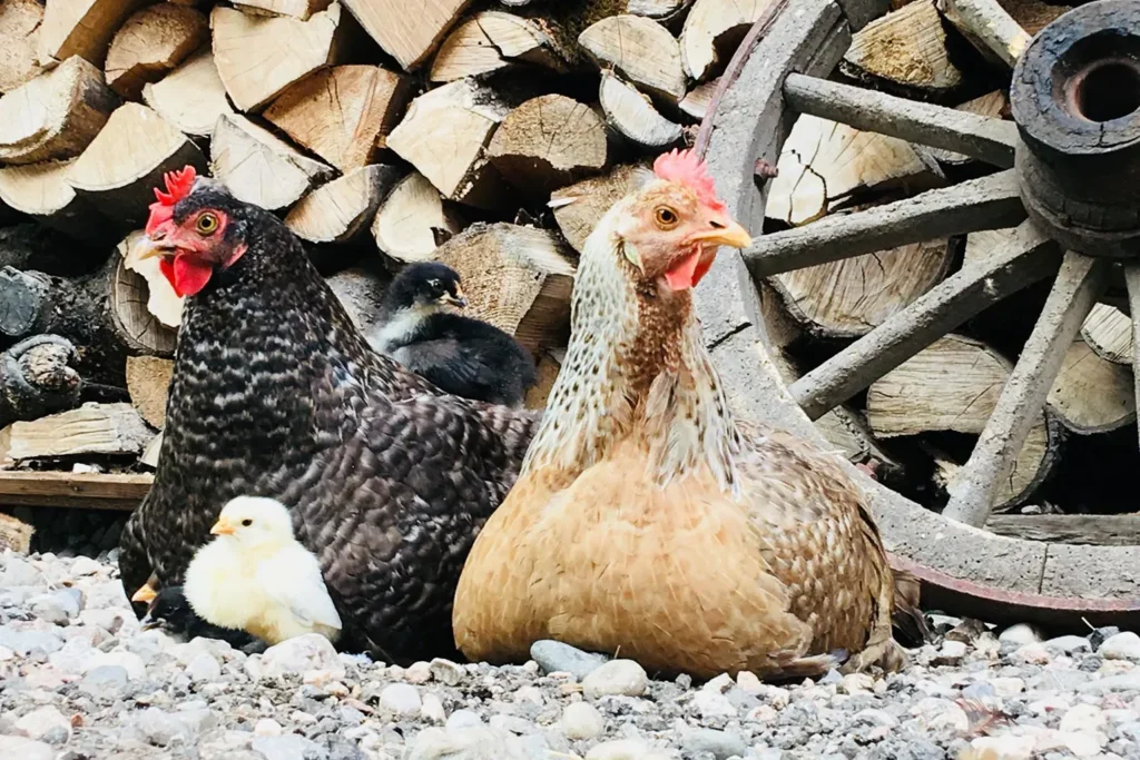 Hühner im Frieden - Galerie