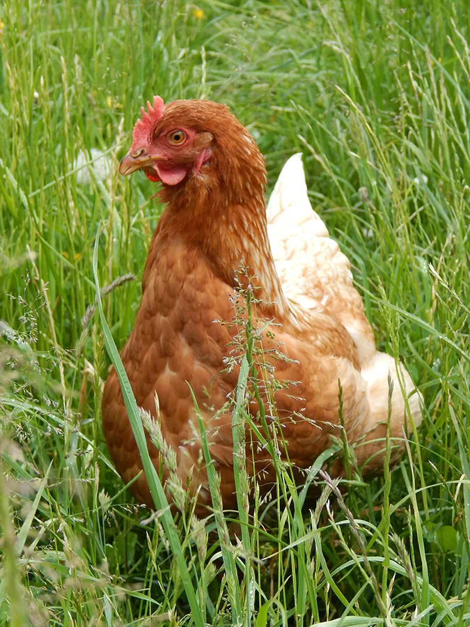 Huhn im Gras bei I hob an Vogel in Brixlegg / Tirol