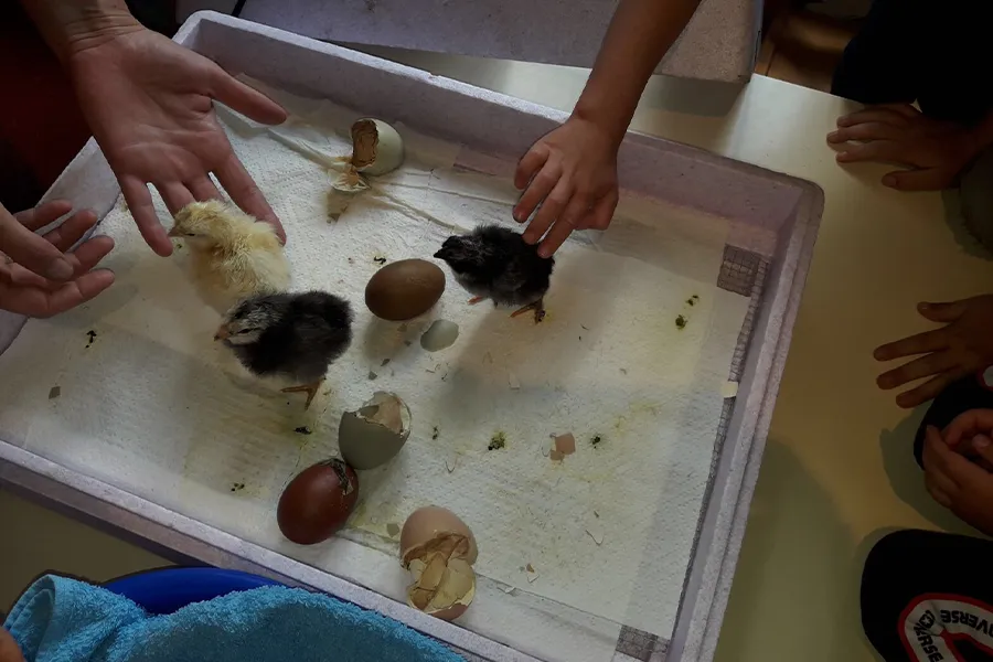 Küken Schlüpfen bei I hob an Vogel in Brixlegg / Tirol