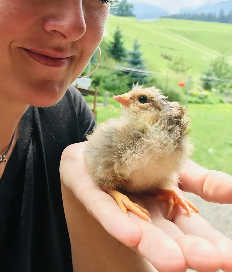 Kükenliebe bei I hob an Vogel in Brixlegg / Tirol