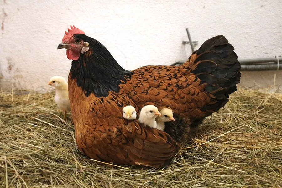 Henne mit Küken bei I hob an Vogel in Brixlegg / Tirol