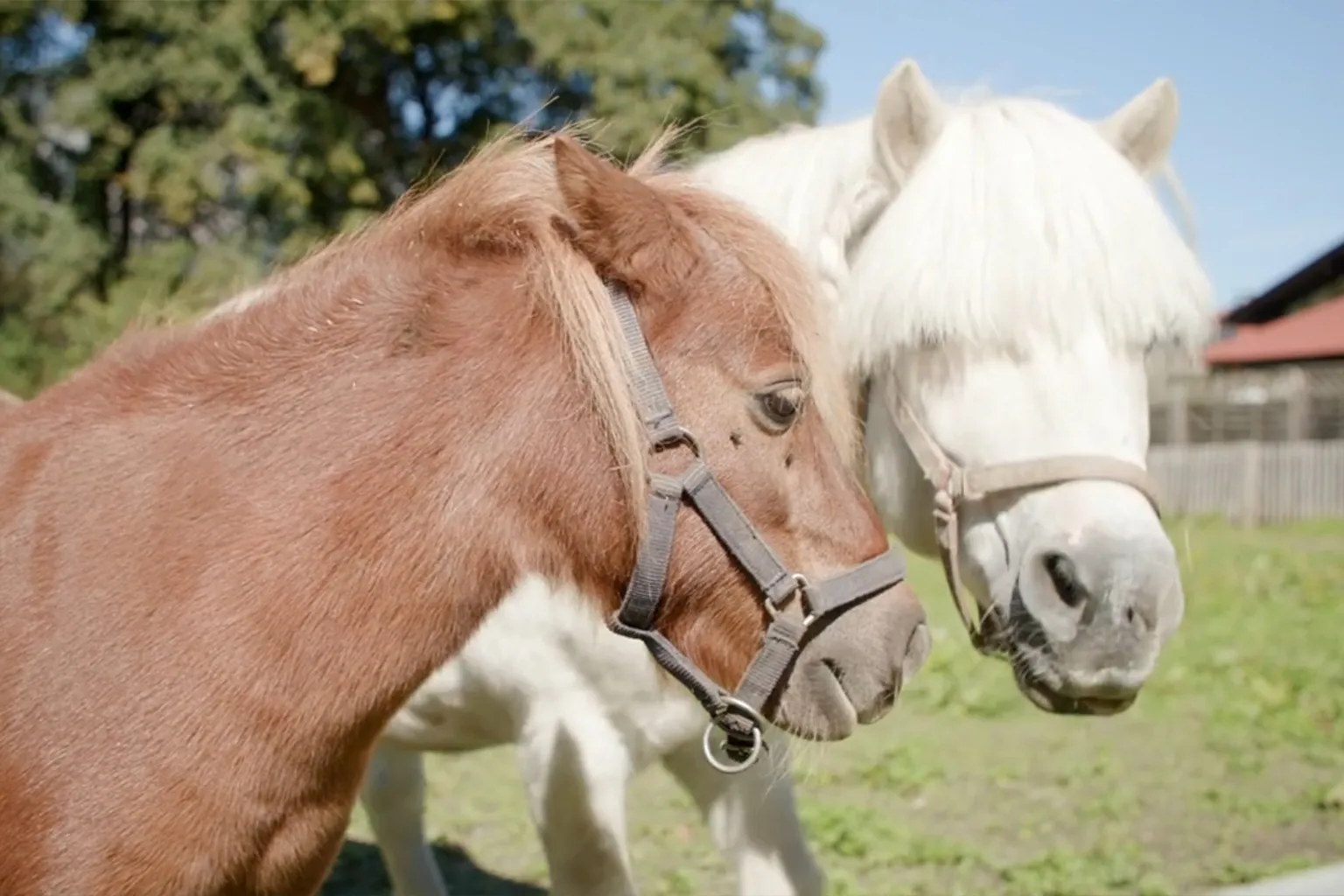PonypatenschaftbeiIhobanVogel
