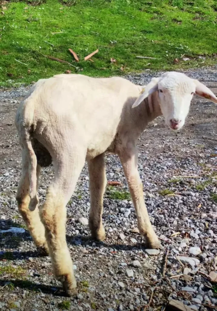 Purzel - bei I hob an Vogel in Brixlegg / Tirol