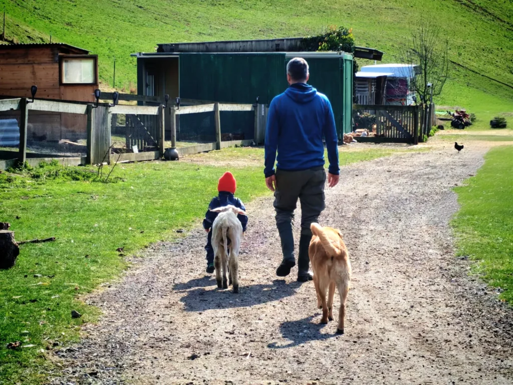 Purzel - gerettetes Lamm bei I hob an Vogel in Brixlegg / Tirol