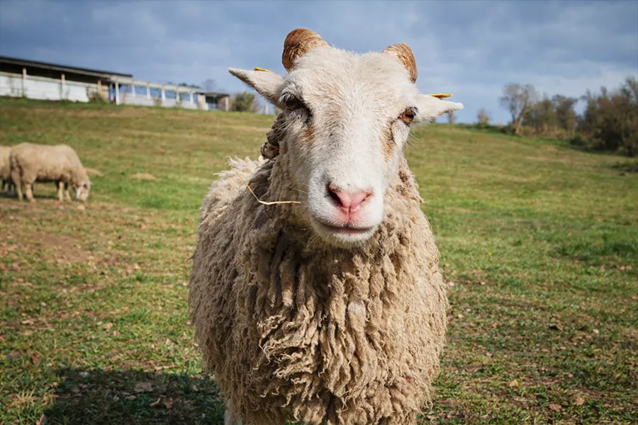Schaf bei I hob an Vogel in Brixlegg / Tirol
