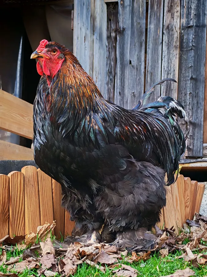 Rette einen Bruder - cooler Hahn bei I hob an Vogel in Brixlegg / Tirol