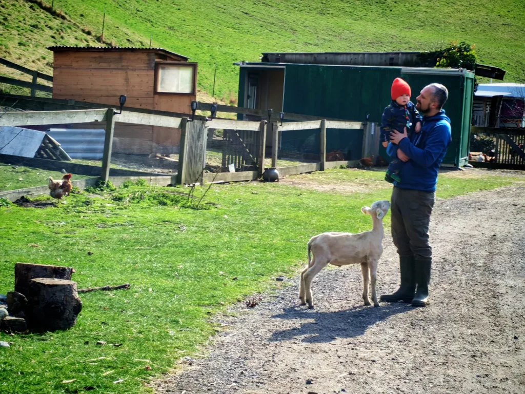gerettetes Lamm bei I hob an Vogel in Brixlegg / Tirol