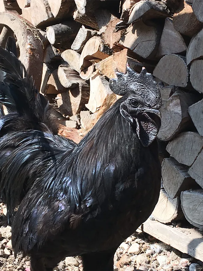 Rette einen Bruder - schwarzer Hahn bei I hob an Vogel in Brixlegg / Tirol