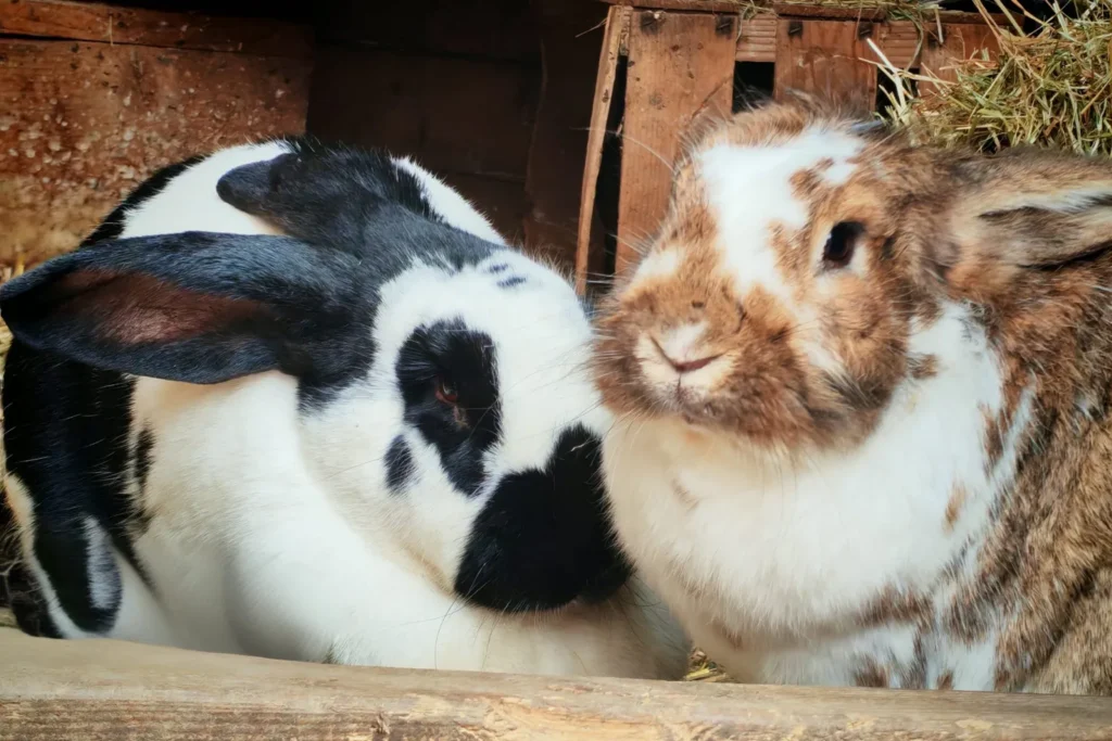 Hasen bei "I hob an Vogel" in Brixlegg / Tirol