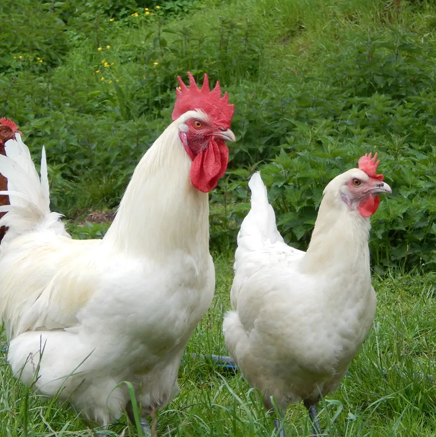 Hühner bei "I hob an Vogel" in Brixlegg / Tirol