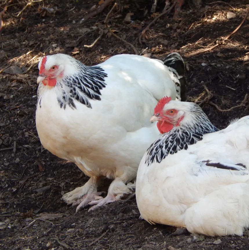 Hühner bei "I hob an Vogel" in Brixlegg / Tirol