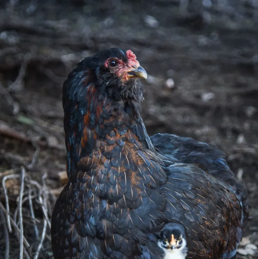 Hühner bei "I hob an Vogel" in Brixlegg / Tirol