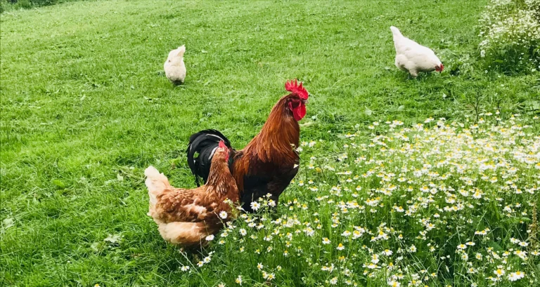 Hühner im Feld bei "I hob an Vogel" in Brixlegg / Tirol