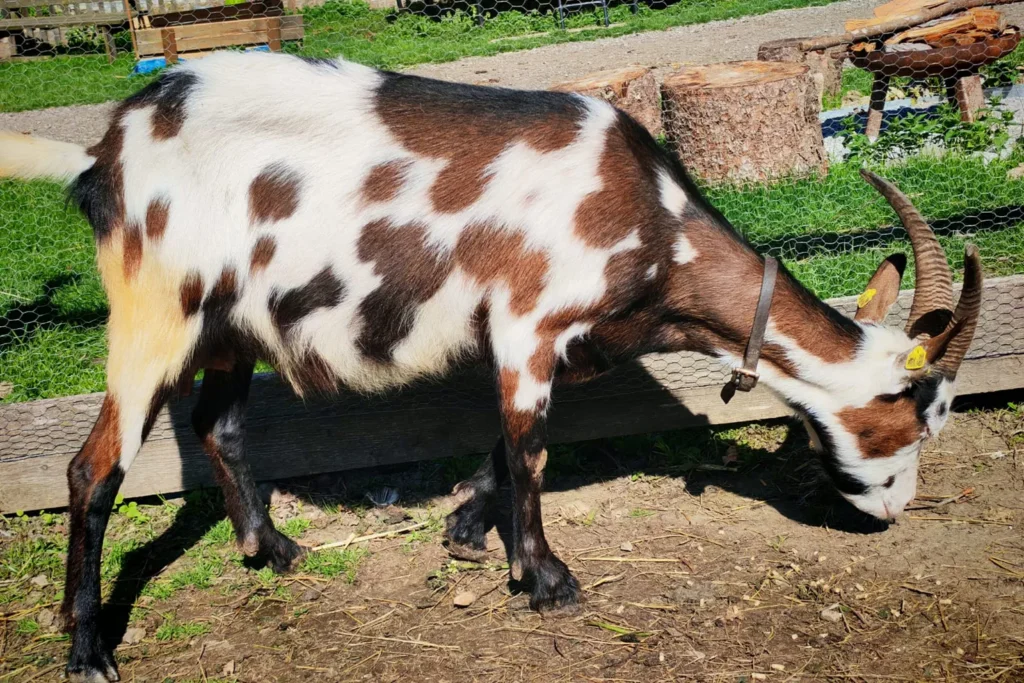 Ziege bei "I hob an Vogel" in Brixlegg / Tirol