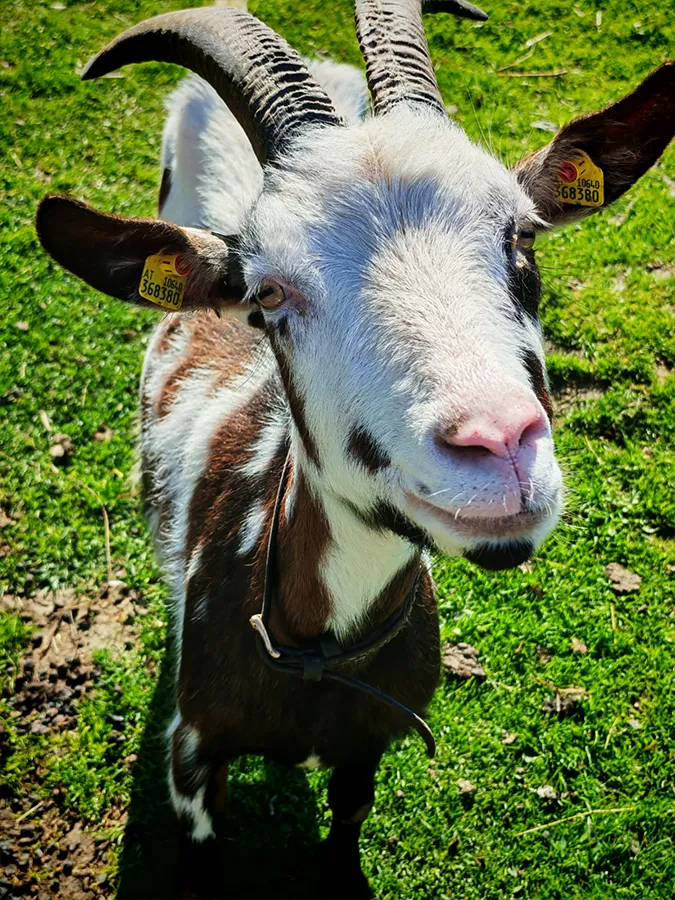 Ziege bei "I hob an Vogel" in Brixlegg / Tirol