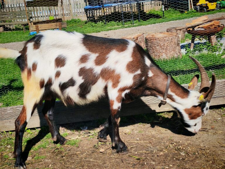 Ziege bei "I hob an Vogel" in Brixlegg / Tirol / BANNER