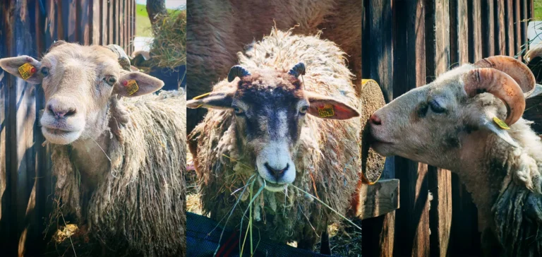 Elly, Susi und Chantal - Schafe bei "I hob an Vogel" in Brixlegg / Tirol