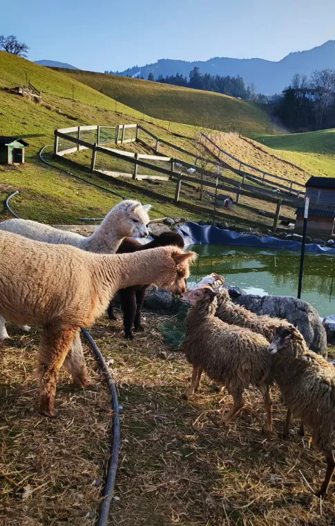 erstes Kennenlernen am Hof