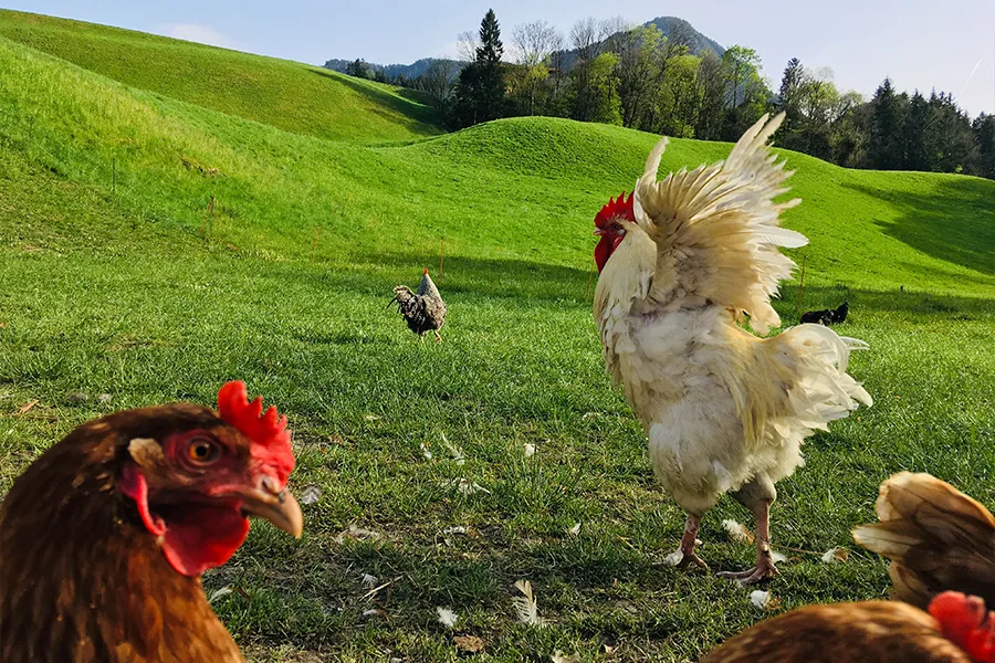 Wilde Hühner bei "I hob an Vogel" in Brixlegg / Tirol