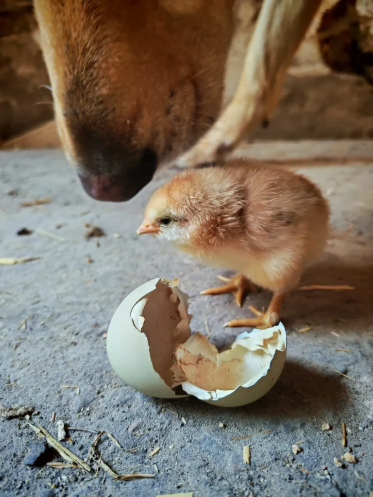 Kleines Küken mit großer Botschaft - I hob an Vogel in Brixlegg / Tirol